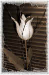 tulip_001b.jpg (110205 Byte)